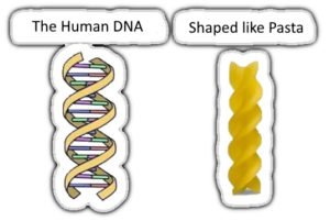 Human DNA shaped like Pasta